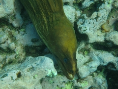 Gymnothorax prasinus