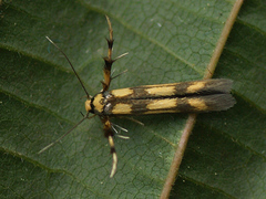 Stathmopoda pedella