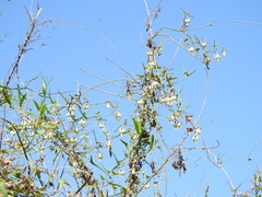 Araujia angustifolia