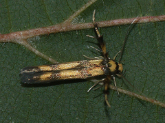 Stathmopoda pedella