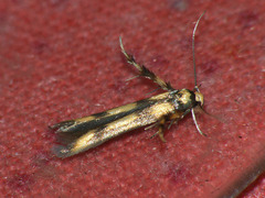 Stathmopoda pedella