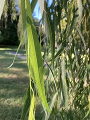 Salix babylonica