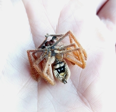 Neosparassus diana