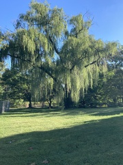 Salix babylonica