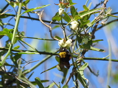 Xylocopa augusti
