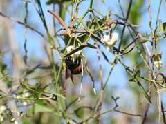 Xylocopa augusti