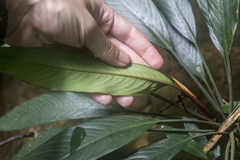Schismatoglottis multiflora