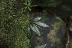 Schismatoglottis multiflora