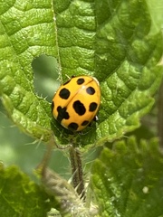 Ceratomegilla notata