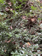 Ilex crenata