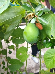 Passiflora subpeltata