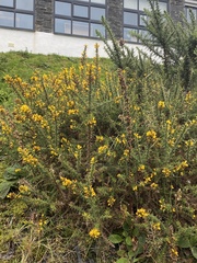 Ulex