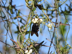 Xylocopa augusti
