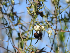 Xylocopa augusti