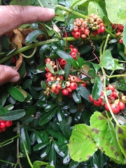 Pyracantha crenulata