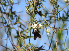 Xylocopa augusti