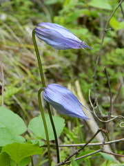 Clematis occidentalis grosseserrata