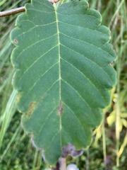 Ulmus parvifolia