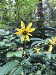 Helianthus decapetalus