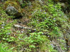 Clematis occidentalis grosseserrata