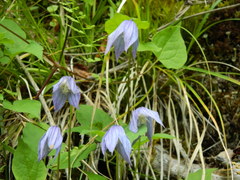 Clematis occidentalis grosseserrata