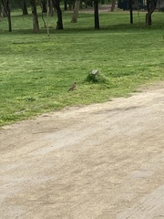 Turdus falcklandii