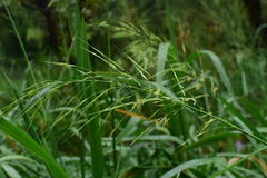 Zizania latifolia