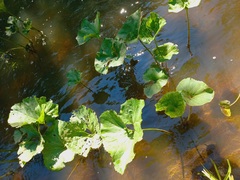 Petasites radiatus