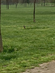 Turdus falcklandii