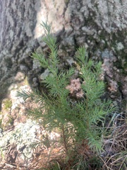 Cupressaceae