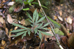 Amorphophallus pendulus