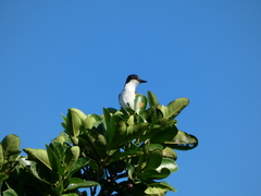 Tyrannus caudifasciatus