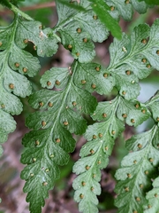 Microlepia nepalensis