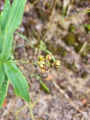 Maianthemum stellatum