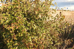 Pyrus