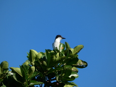 Tyrannus caudifasciatus