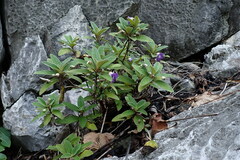 Paraboea albida
