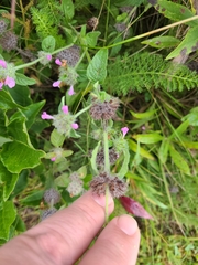 Clinopodium vulgare