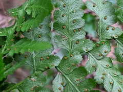 Microlepia nepalensis