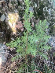 Cupressaceae