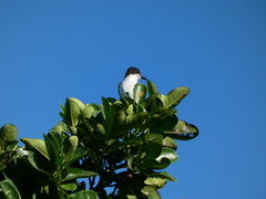 Tyrannus caudifasciatus