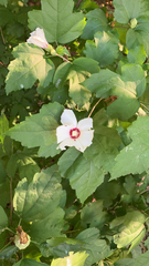 Hibiscus syriacus