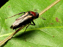 Macrosiagon
