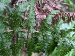 Microlepia nepalensis