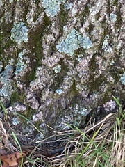 Flavopunctelia soredica