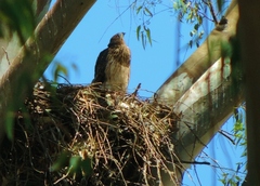 Accipiter melanoleucus