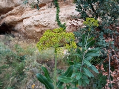 Bupleurum fruticosum
