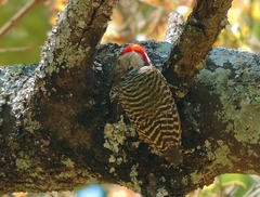 Chloropicus fuscescens