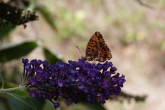 Boloria dia