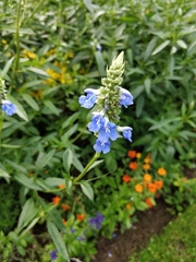 Salvia uliginosa